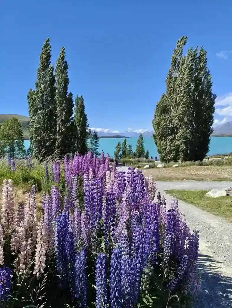 Scenic lakeside pathway with blooming purple flowers – Car Hire Services in Christchurch for New Zealand road trips